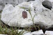 Fritillaria involucrata