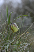 Fritillaria involucrata