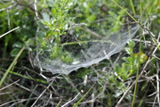 Frontinellina frutetorum