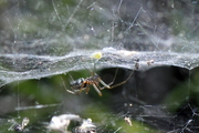 Frontinellina frutetorum