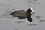 Fulica atra