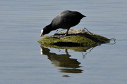 Fulica atra