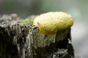 Fuligo septica