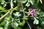 Fumaria officinalis