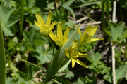 Gagea lutea