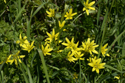 Gagea villosa