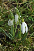 Galanthus nivalis