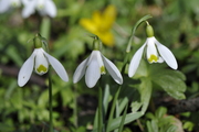 Galanthus nivalis