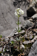 Galium album
