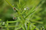 Galium aparine