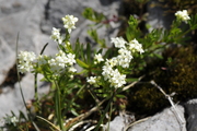 Galium pusillum
