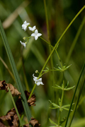 Galium uliginosum