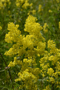 Galium verum