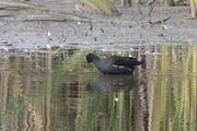 Gallinula chloropus