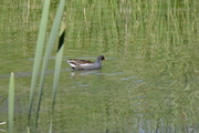 Gallinula chloropus