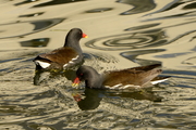 Gruiformes