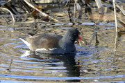 Gallinula chloropus