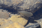 Amphipoda