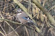 Garrulus glandarius