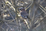 Garrulus glandarius