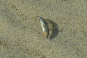 Perciformes