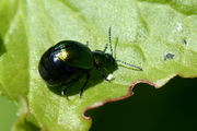 Gastrophysa viridula