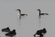 Gaviiformes