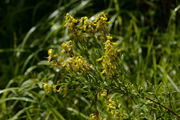 Genista germanica
