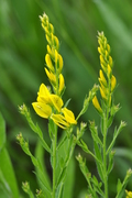 Genista tinctoria