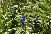 Gentiana asclepiadea