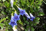 Gentiana clusii
