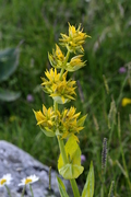 Gentiana lutea