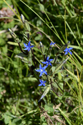 Gentiana nivalis