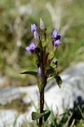 Gentianella campestris
