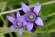 Gentianella germanica