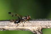 Geomyza tripunctata
