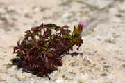 Geranium purpureum