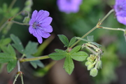 Geranium pyrenaicum