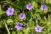 Geranium pyrenaicum