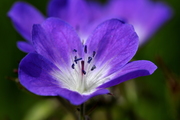 Geranium sanguineum