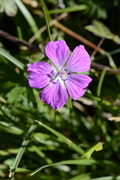 Geranium sanguineum