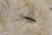 Gerris