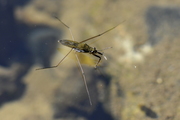 Gerris