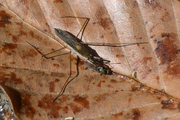 Gerris thoracicus