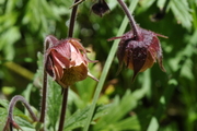 Geum rivale