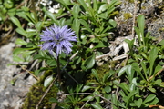 Globularia cordifolia