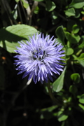 Globularia cordifolia