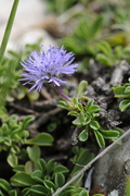 Globularia cordifolia