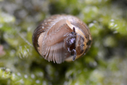 Glomeris klugii