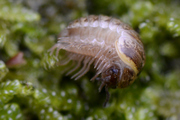 Glomeris klugii